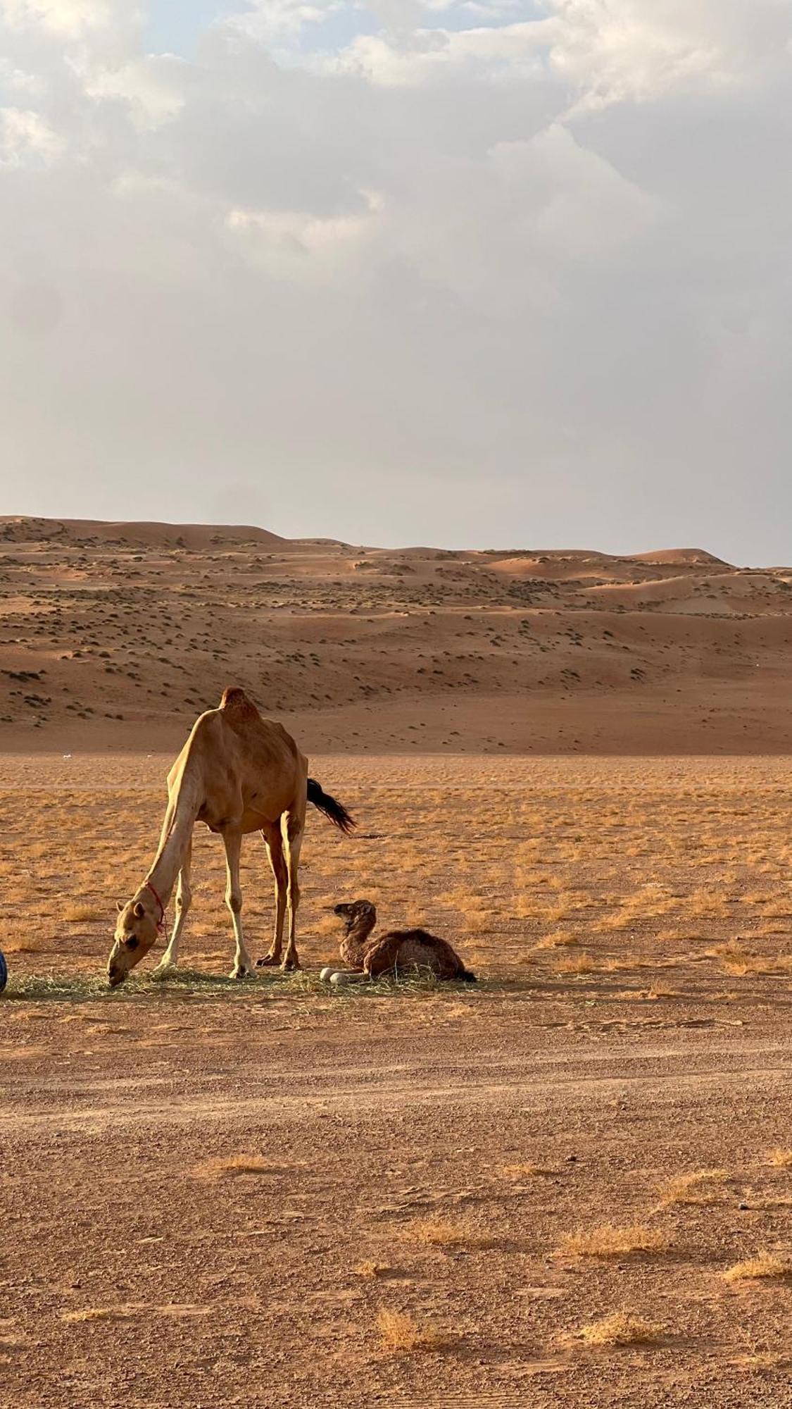 Adventurer Camp Hotel Al Wasil Luaran gambar
